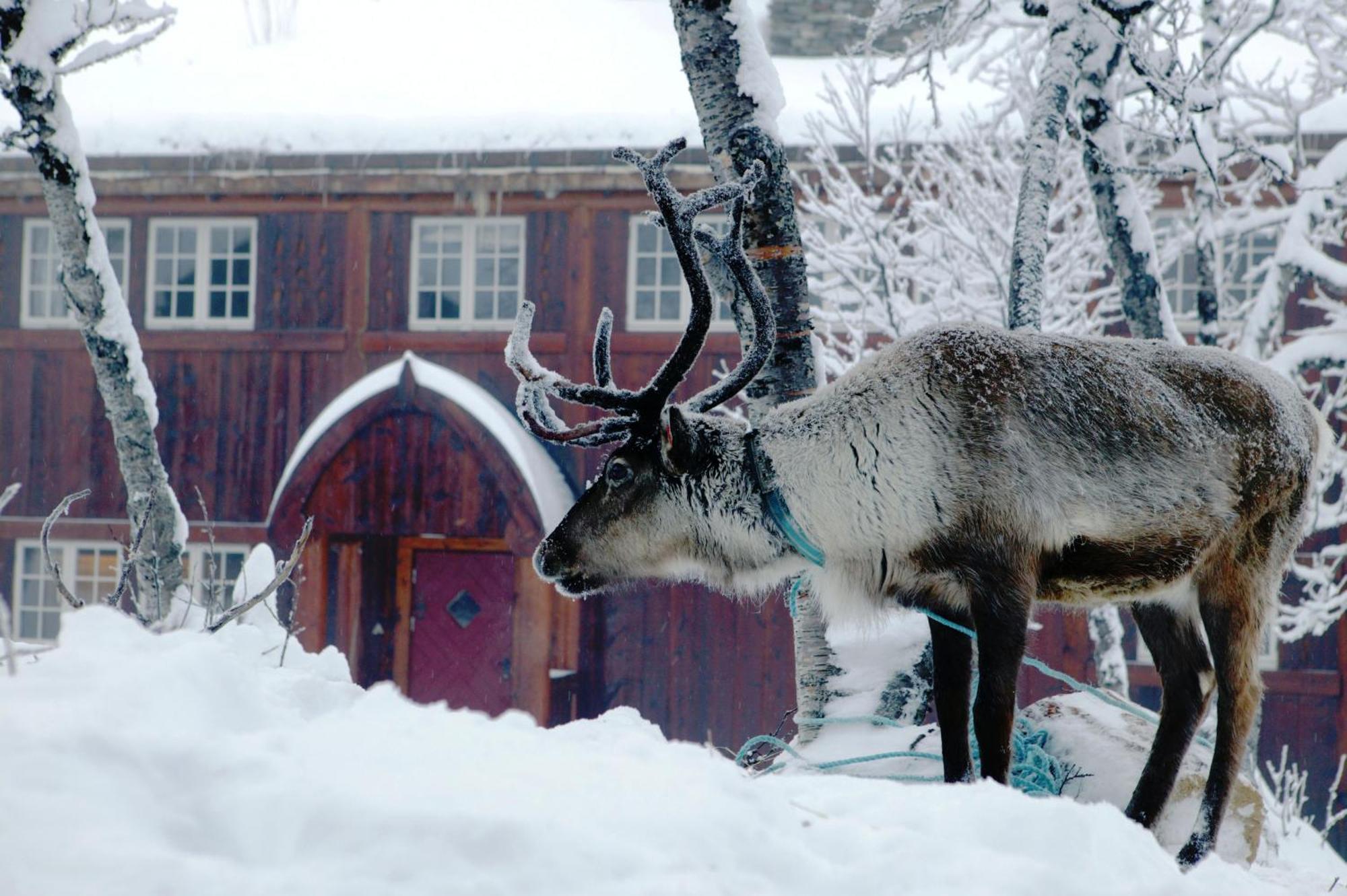 Harahorn Fjellgard Hotel Grondalen  Bagian luar foto